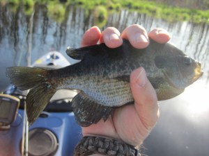 First bluegill caught on Sage Lake
